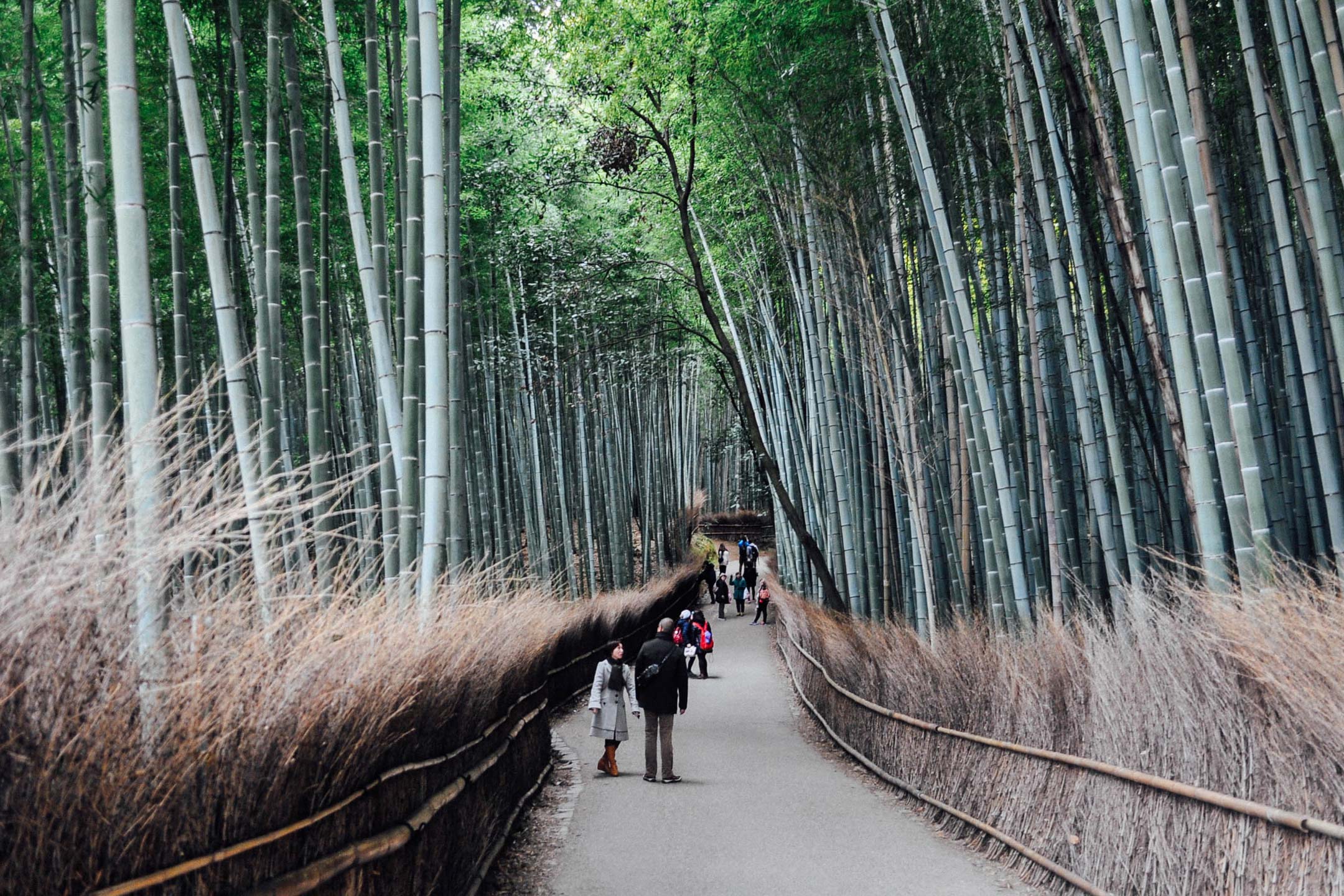 bamboo fibre misconception antibacterial